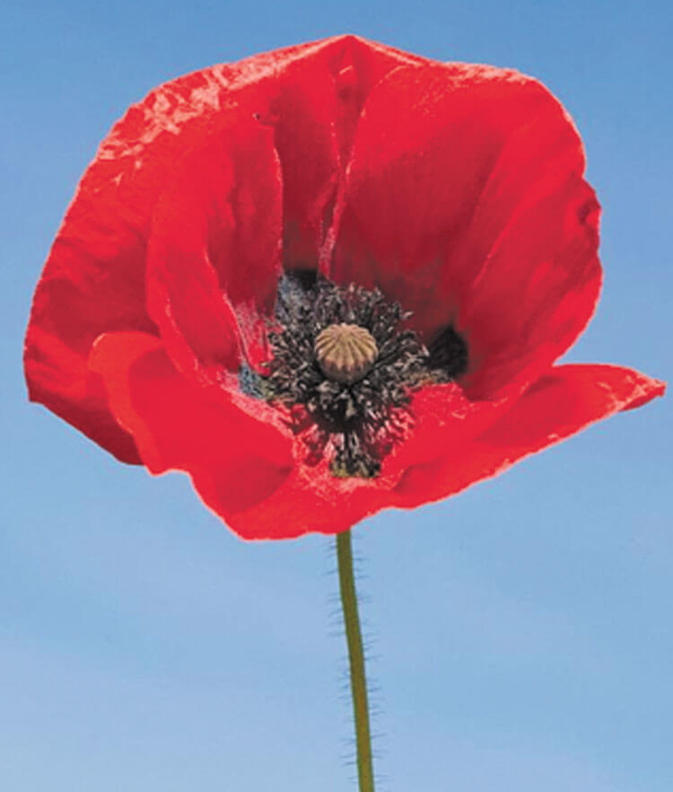 American Legion Auxiliary Unit 178 To Distribute Poppies on