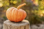 harvest, pumpkin, autumn, halloween, vegetable, organic, fall, seasonal, pumpkin, pumpkin, pumpkin, pumpkin, pumpkin, halloween
